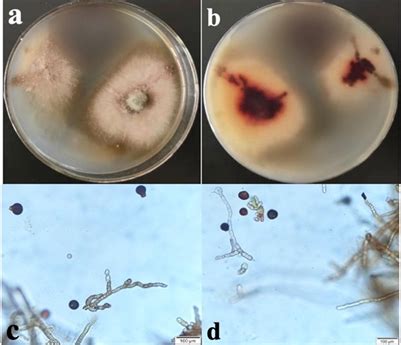 煤污病|紫薇煤污病病原分离鉴定及 分子生物学检测